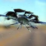 Как отремонтировать трещины на лобовом стекле своими руками Как отремонтировать трещины на лобовом стекле своими руками